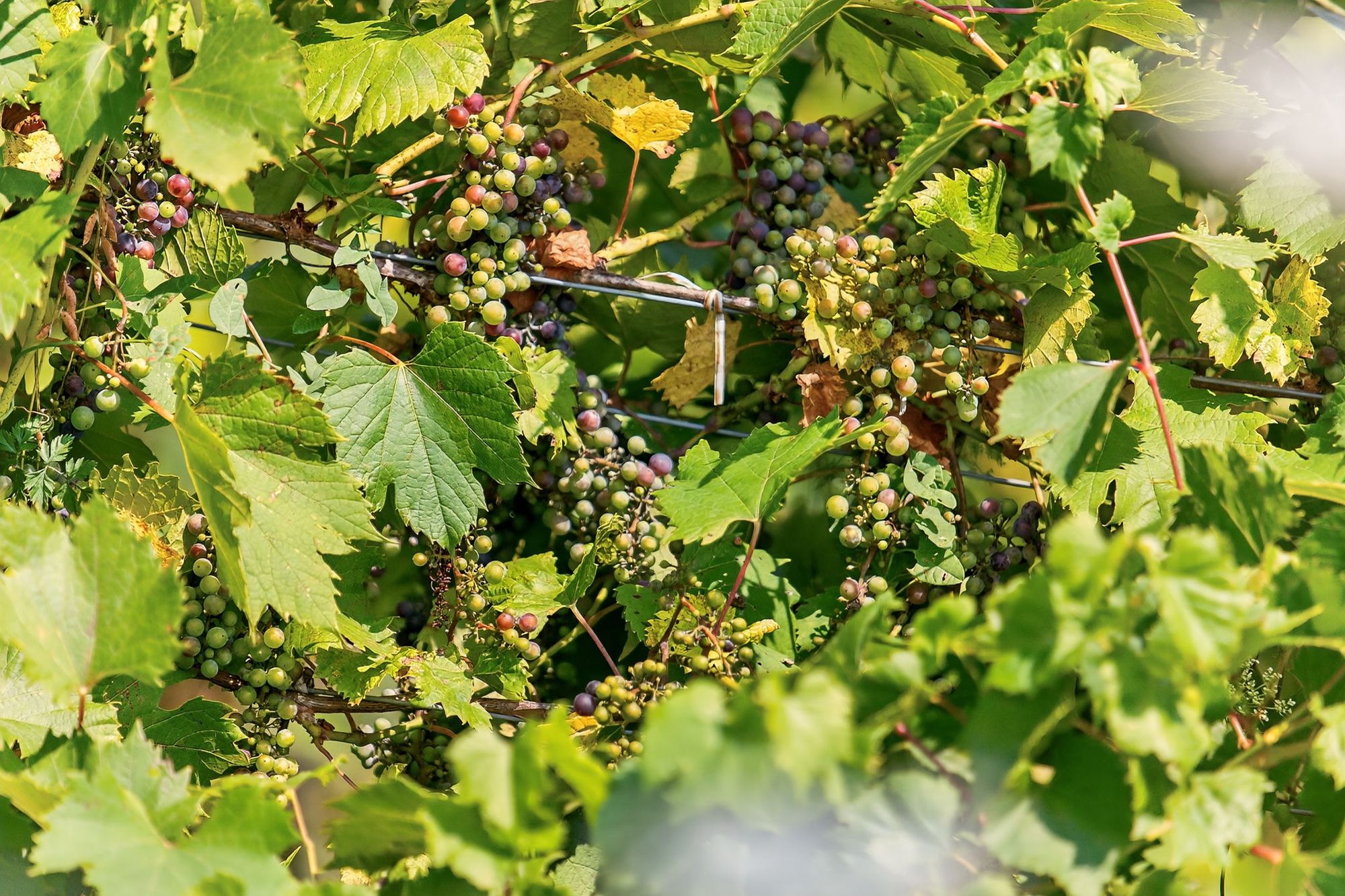 Grapes beginning to colour on the vine