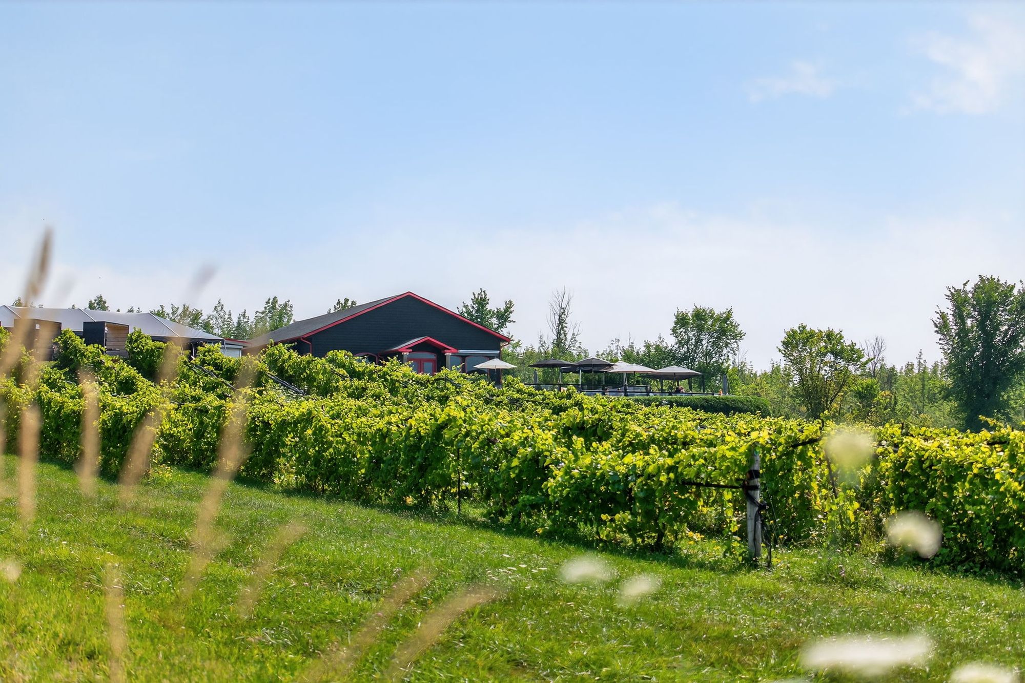 Vine rows leading up to the winery