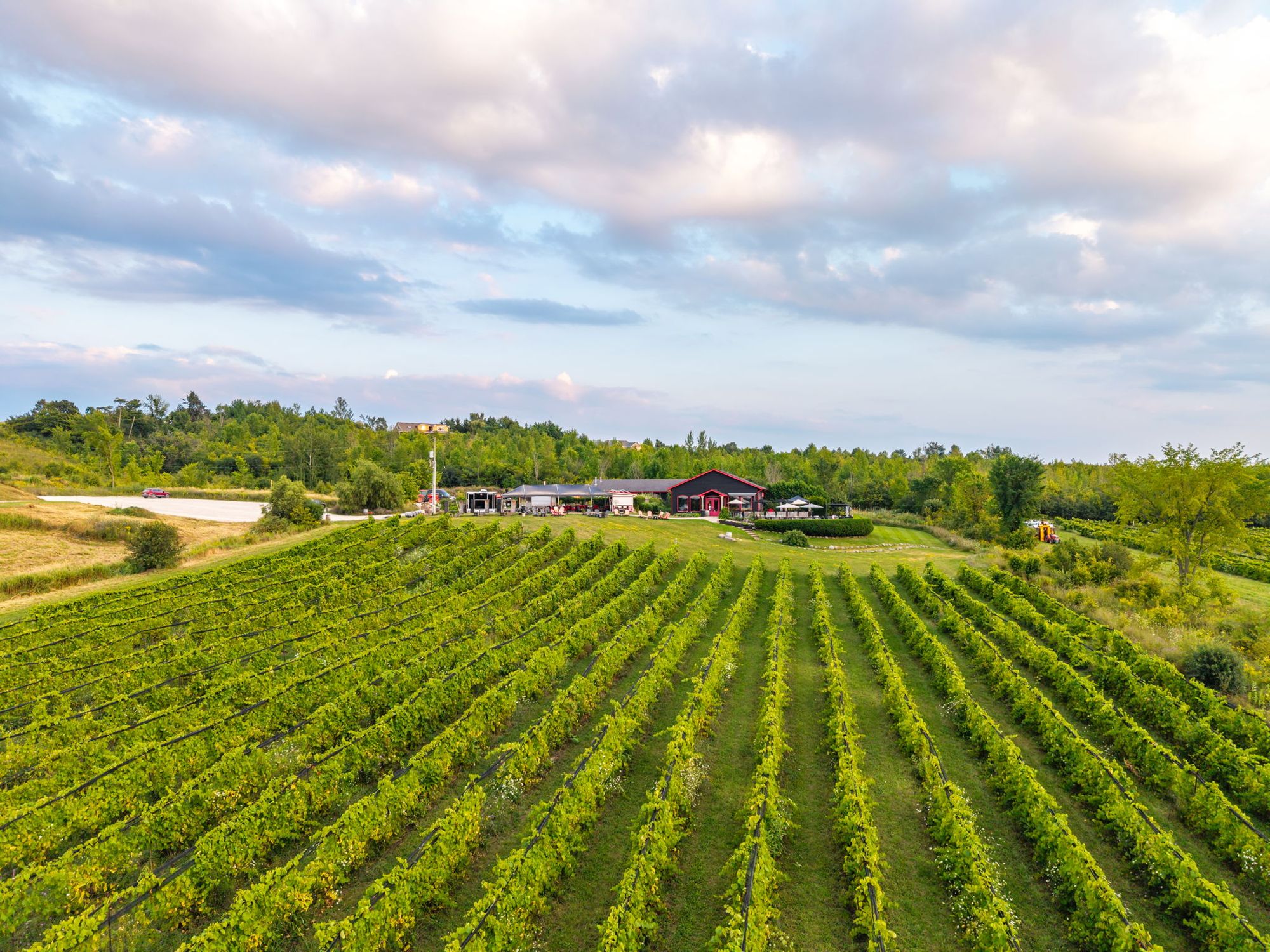 Long rows of vines running across the slope, seen from the air