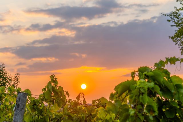 The sun setting through the vines