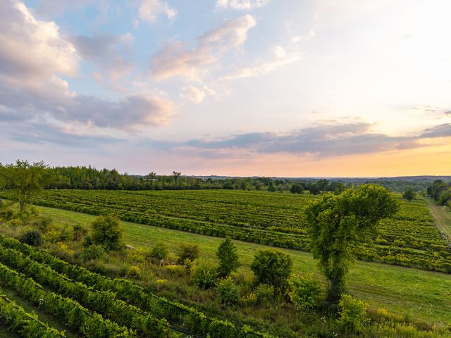 The vineyard rows in soft evening light