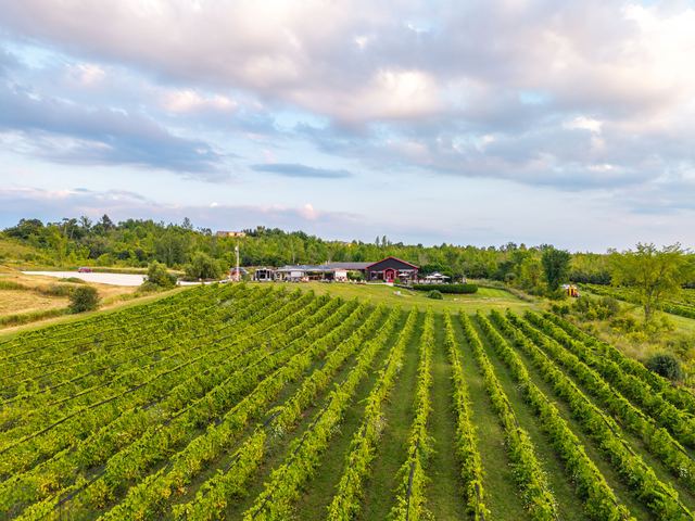 Long rows of vines running across the slope, seen from the air