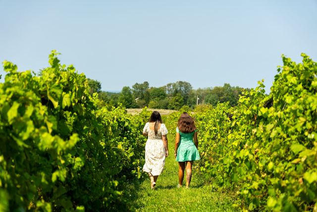 Two visitors walking down a grassy row between the vines